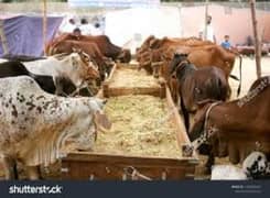 Qurbani Ke 3 hisse Available han