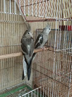 charcoal cocktail white face pair for sale!
