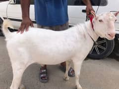 gulabi tapra breeder