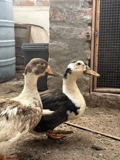desi hens