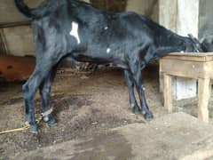 amartsari betal bakra
