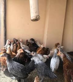 Golden Misri | Chick's