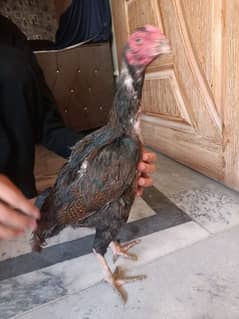 aseel