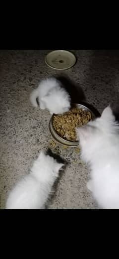 Persian kittens available for sale