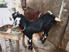 Desi bakra 03238414628