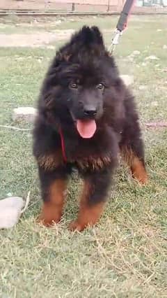 German shepherd puppies long coat my WhatsApp number 03001868066