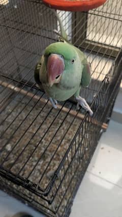 Raw Parrot Male