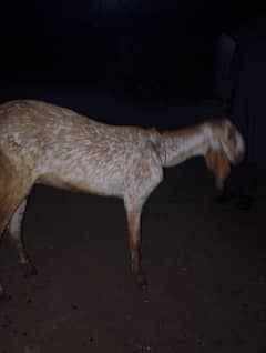 mahkichini bkri