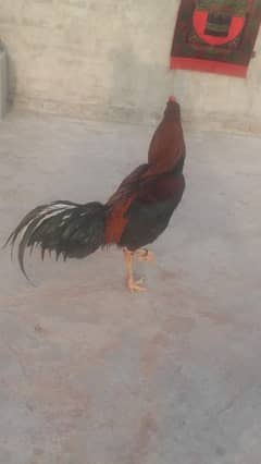 Thai cross hint cross chicks and breeders