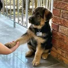 German shepherd puppies long coat my WhatsApp number 03001868066