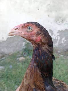 Eagle face Aseel