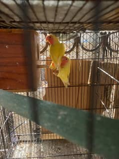 lotino