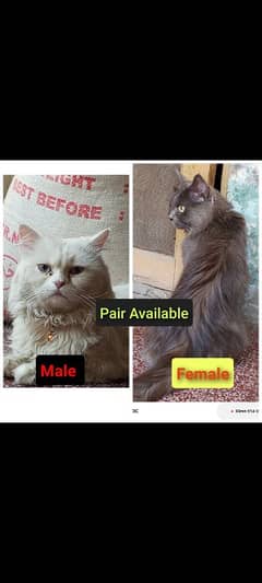 Persian Triple coat pair