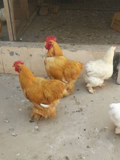 golden buff chicks