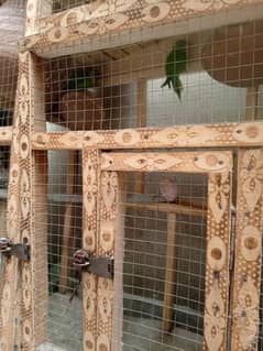 plun head parrots urgent sale 03120903105