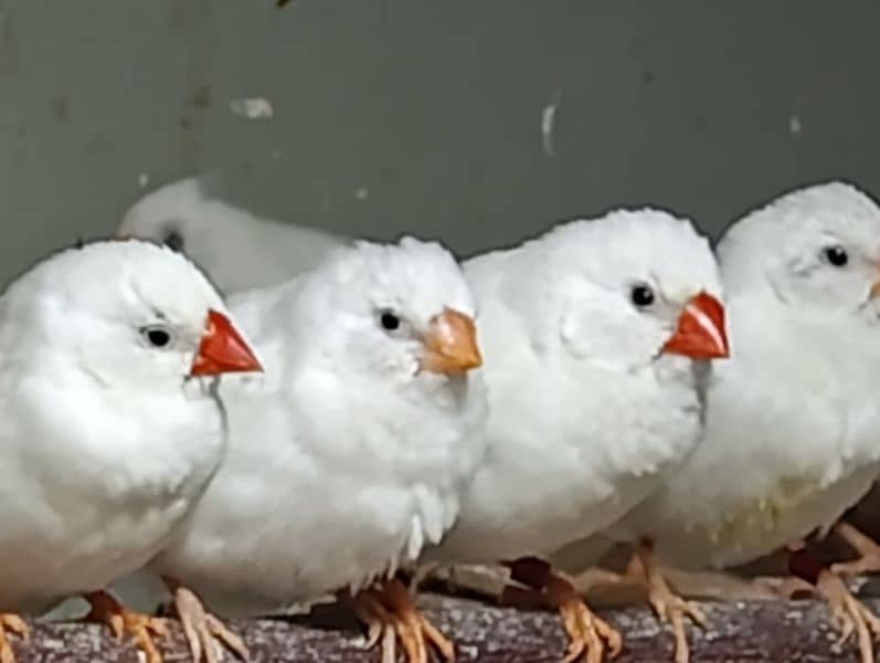 Snow White Zebra Finches & Java  For Sale 0