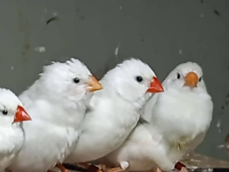 Snow White Zebra Finches & Java  For Sale 1