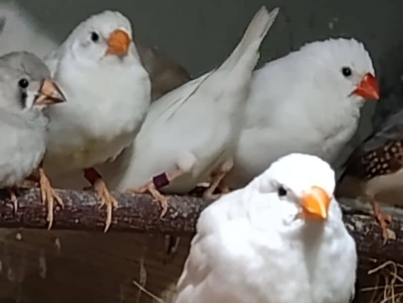 Snow White Zebra Finches & Java  For Sale 2