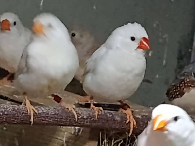 Snow White Zebra Finches & Java  For Sale 3