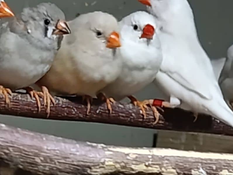 Snow White Zebra Finches & Java  For Sale 4