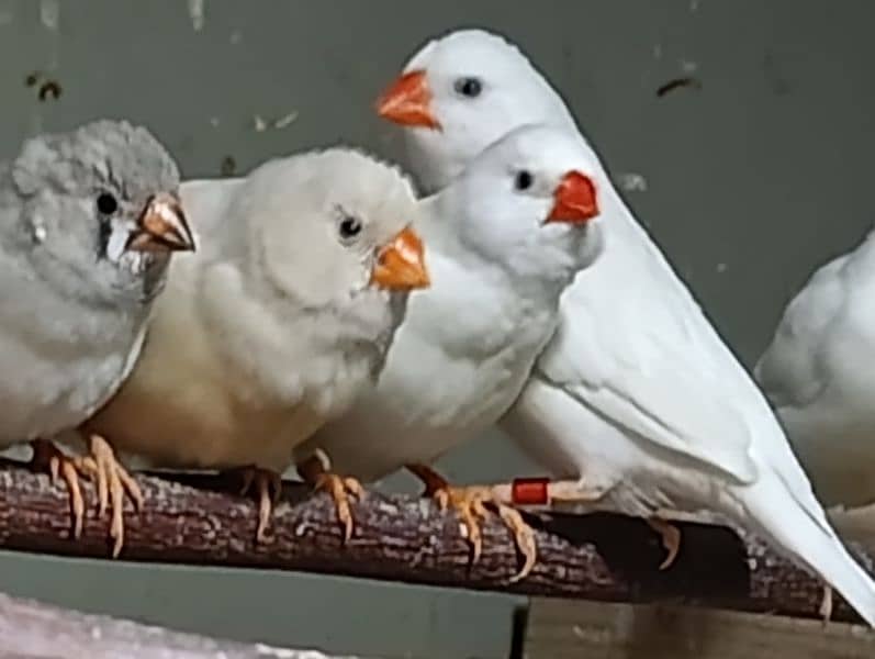 Snow White Zebra Finches & Java  For Sale 5