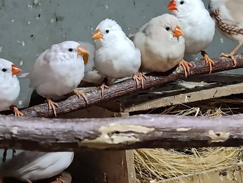 Snow White Zebra Finches & Java  For Sale 6