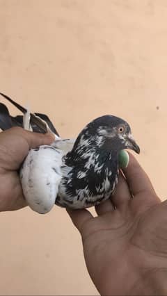 Pegions