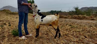 bakra for sale