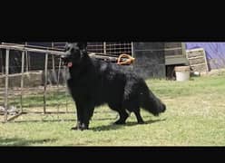 Black german shepherd  pink ped long coat male available for stud.