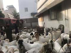 Bakra for sale