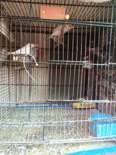 Finche for sale