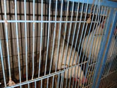 hen pair for sale