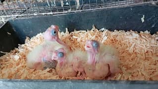 cocktail chick's