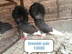 fancy pigeon | kabutar| Jacobin|  frillback saddle | amarican fantail|