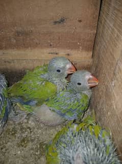 Green ringneck and white ring chicks