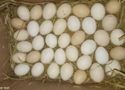 Fertile Egg Austrolop & Rir (03224535024}