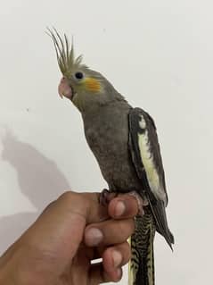 Handtamed + Flytamed Cocktails For Sale