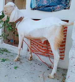 rajanpuri White Bakra 03498200770
