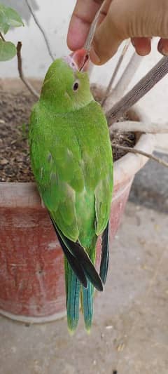 green