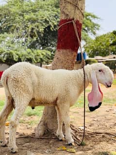 2 pure kajla dumba for qurbani 2k25