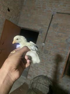 aseel mugra