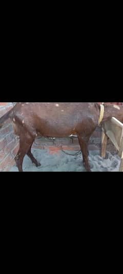 bakra male 2 dondy khasi