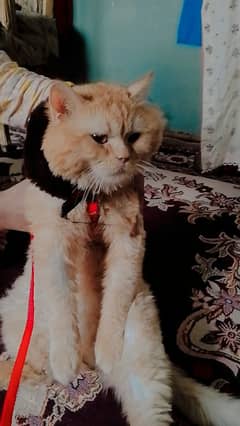 pershion cat I ln available  for meeting  03474352064