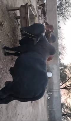 black and brown cows male