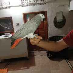 African grey/gray male