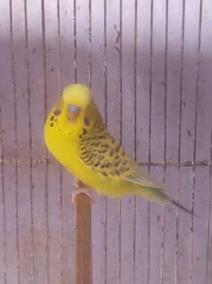 Budgies