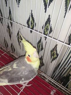 cocktail beautiful breader pair for sale