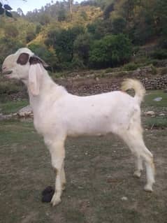 qurbani wale do dant bakre ka sale