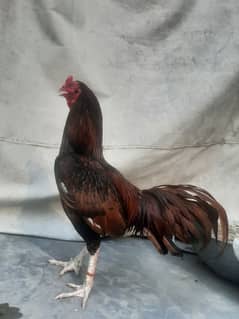 Aseel Murgha Amroha
