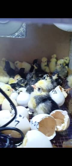 Bentum and Polish Chicks